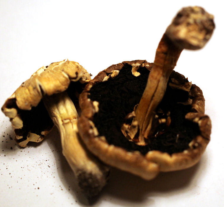 agaricus abruptibulba
